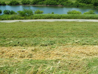 初夏の除草された土手と江戸川風景