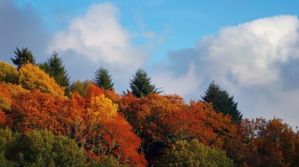 Obraz premium Autumn sky above Welsh border trees