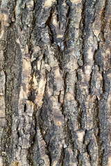 Rough bark of an old tree. The texture of tree bark.