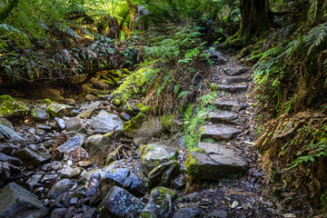 Trail to Mrytle Gully Falls, Wellington Forest, Tasmania, Australia