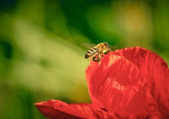 bee on a flower of poppy