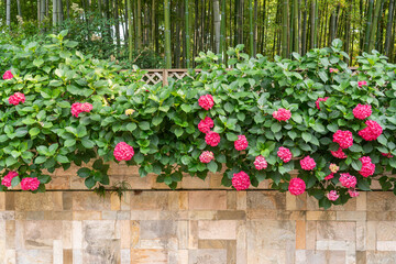 flowers in a Shanghai garden.