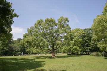 green lawn field and trees in the park of saitama pref in sunny day
