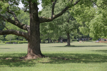 green lawn field and trees in the park of saitama pref in sunny day