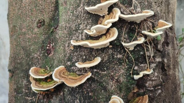 Lingzi plant on wood