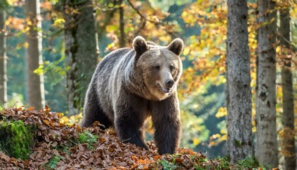 Fototapeta premium brown bear in the forest