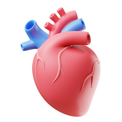 Human heart organ anatomy 3d illustration