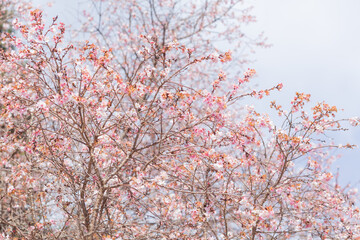 fully blooming of cherry blossom tree in kuragi shrine