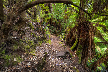 Trail to Mrytle Gully Falls, Wellington Forest, Tasmania, Australia