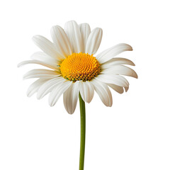 Naklejka premium Close-up of a single white daisy with a vibrant yellow center isolated on a plain background. Perfect for nature and floral themes.