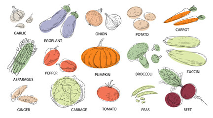 Vegetable drawing. Natural food. Eggplant and cabbage. Raw mushrooms. Carrot and tomato sketch. Beets harvest. Organic products with inscriptions. Vegetarian cooking ingredients vector set