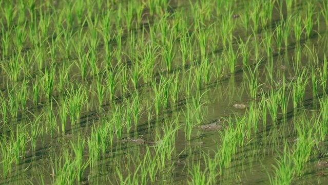 Scenery of green rice fields in summer
