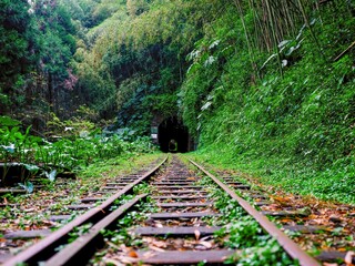 Alishan National Park, mountain touring forest railway, Sacred Trees in Taiwan