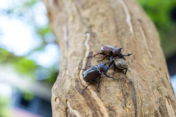 Rhinoceros Beetle on the tree bark