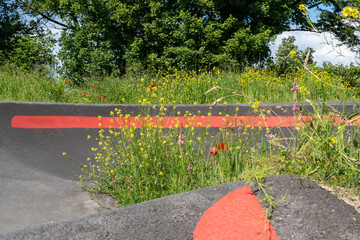 fleurs sauvages au bord de la piste du Pump track 