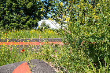 fleurs sauvages au bord de la piste du Pump track 