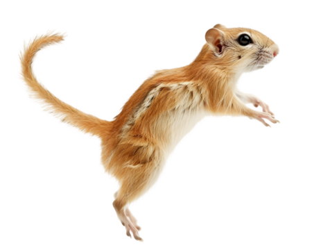 Small gerbil jumping on transparent background