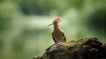 Wiedehopf vor der Bruthöhle © Mitschi