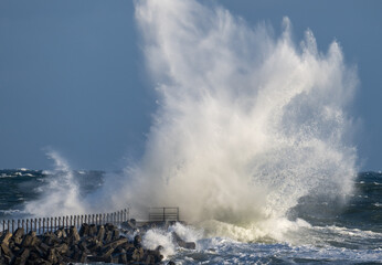 Sund Rice In Vorupør - Thy Nationalpark - Danmark- 