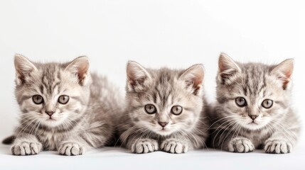 Adorable silver tabby British shorthair kittens on white background