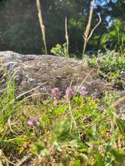 Nature landscape.  Blooming flowers, forest and stone.  Summer time. Flowers in the forest.