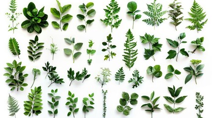 Collection of isolated green plants on white backdrop