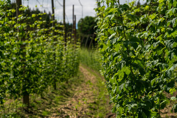 Green and juicy Bavarian Hops garden during June growth phase 