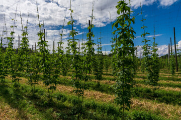 Green and juicy Bavarian Hops garden during June growth phase 