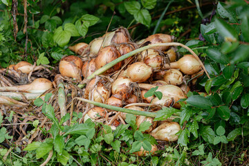 捨てられたタマネギ