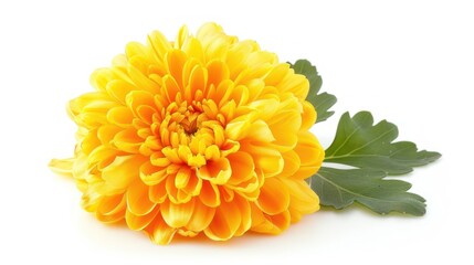 Fototapeta premium Chrysanthemum isolated white background