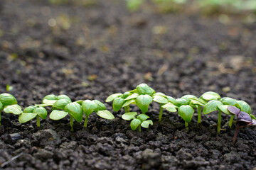 row of green basil on the ground. selective focus.
green sprouts. green basil growing on a flower bed in the garden.