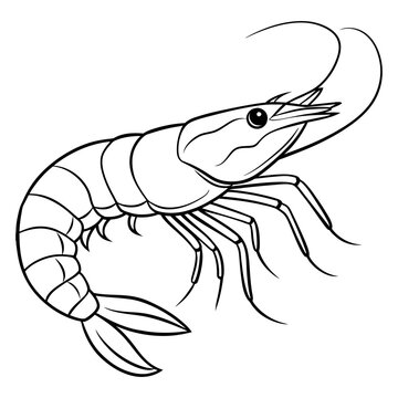 recommend clip art: Shrimp lineart vector illustration design