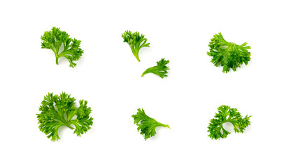 Fresh curly parsley twigs isolated. Cilantro leaves set, raw garden parsley sprig, corriender leaves, chervil twigs