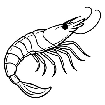 recommend clip art: Shrimp lineart vector illustration design