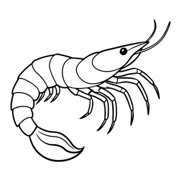 recommend clip art: Shrimp lineart vector illustration design4