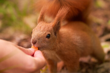 Woman hand feeds red squirrel in park