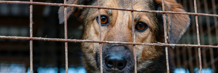 Stray dog in animal shelter waiting for adoption. Portrait of homeless dog in animal shelter cage.