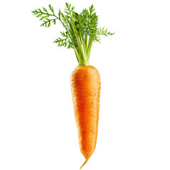Fresh carrot isolated white background