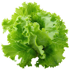 Lettuce Salad leaves, isolated on white background