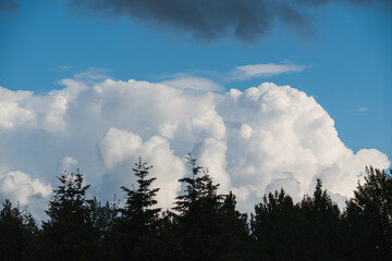 Cumulus clouds over a spruce forest on a summer day. Weather in Estonia.
