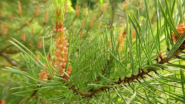 Young long shoots on pine Pinus densiflora Umbraculifera with evergreens background. Picturesque spring scene of botanical garden with Pinaceae family plants. 4K video (Ultra High Definition).