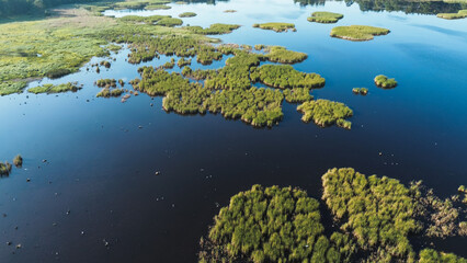 White birds flying over pond in lush nature