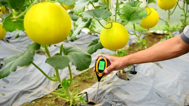 Check pH value in Planting soil in plastic cover of Melon garden