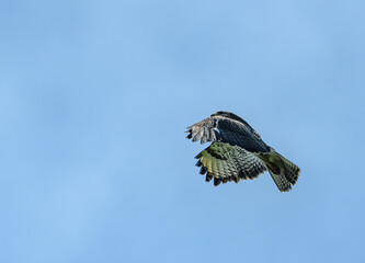 common buzzard (Buteo buteo) in flight