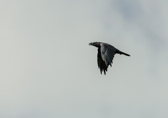 raven silhouette in flight on the sky