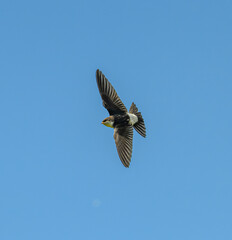 house martin (Delichon urbicum) in flight