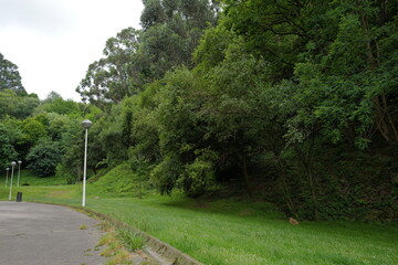 Vegetation in an urban park