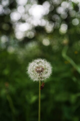 dandelion in the grass