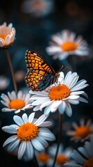 Fototapeta premium A butterfly is sitting on a flower. The flower is white and orange