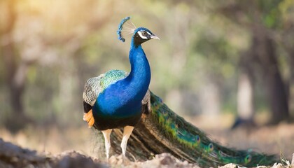 Fototapeta premium peacock on beautiful nature